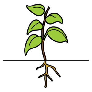 plant (a plant)